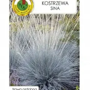Ostatnie sztuki Kostrzewa sina nasiona trawy ozdobnej do ogrodu srebrna 0,2 g 1 szt.