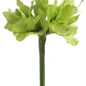 Amarylis Zielony Wys. 40cm Bezpieczne zakupy
